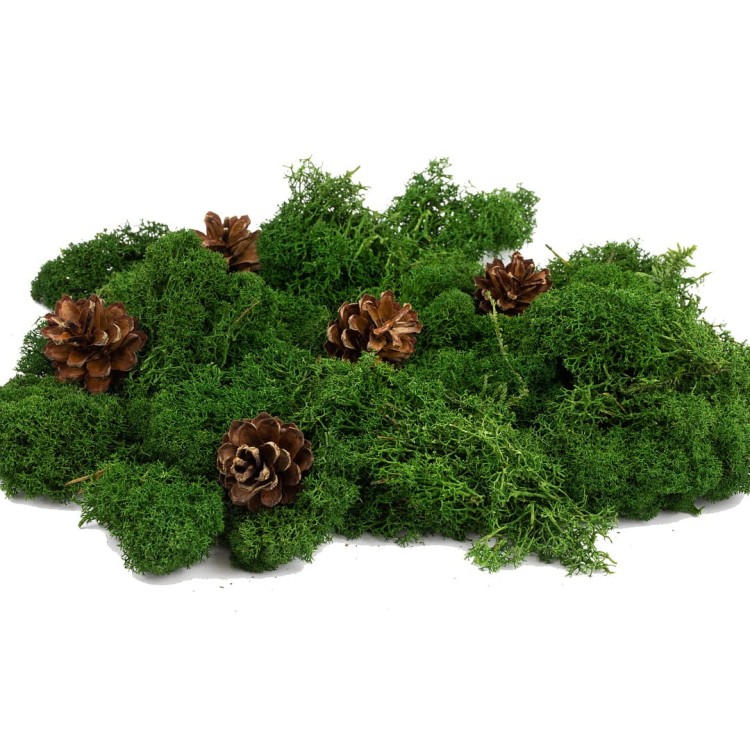 Lesna_Kraina_mech_i_szyszki